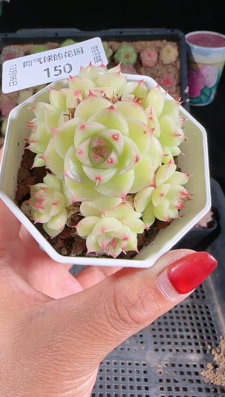 1206-150多肉群生不包整