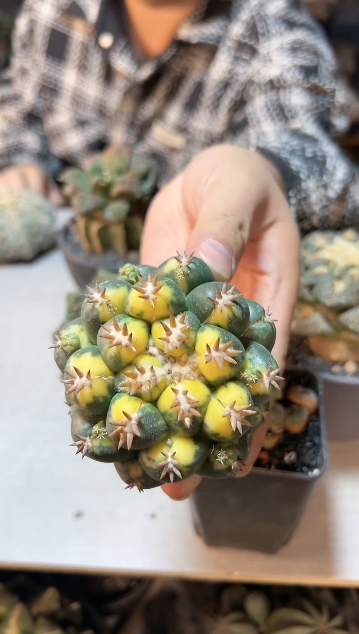 【闪购商品】晚6号短豪刺獠牙锦无根7.4公分