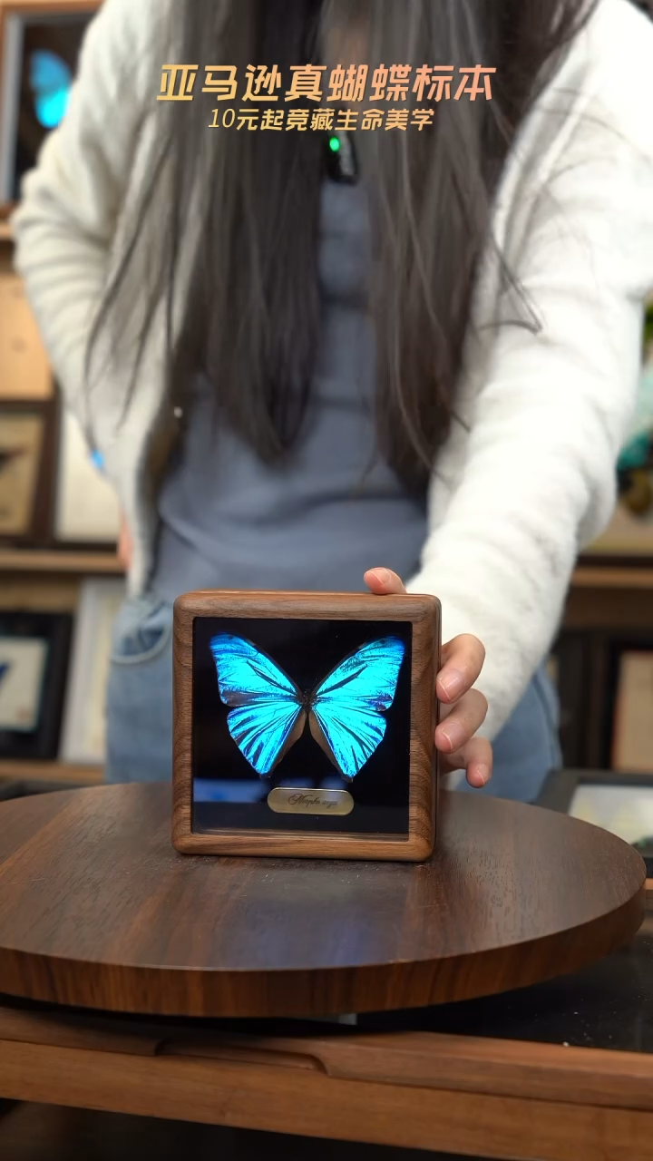 小蓝闪蝶胡桃木翻盖款