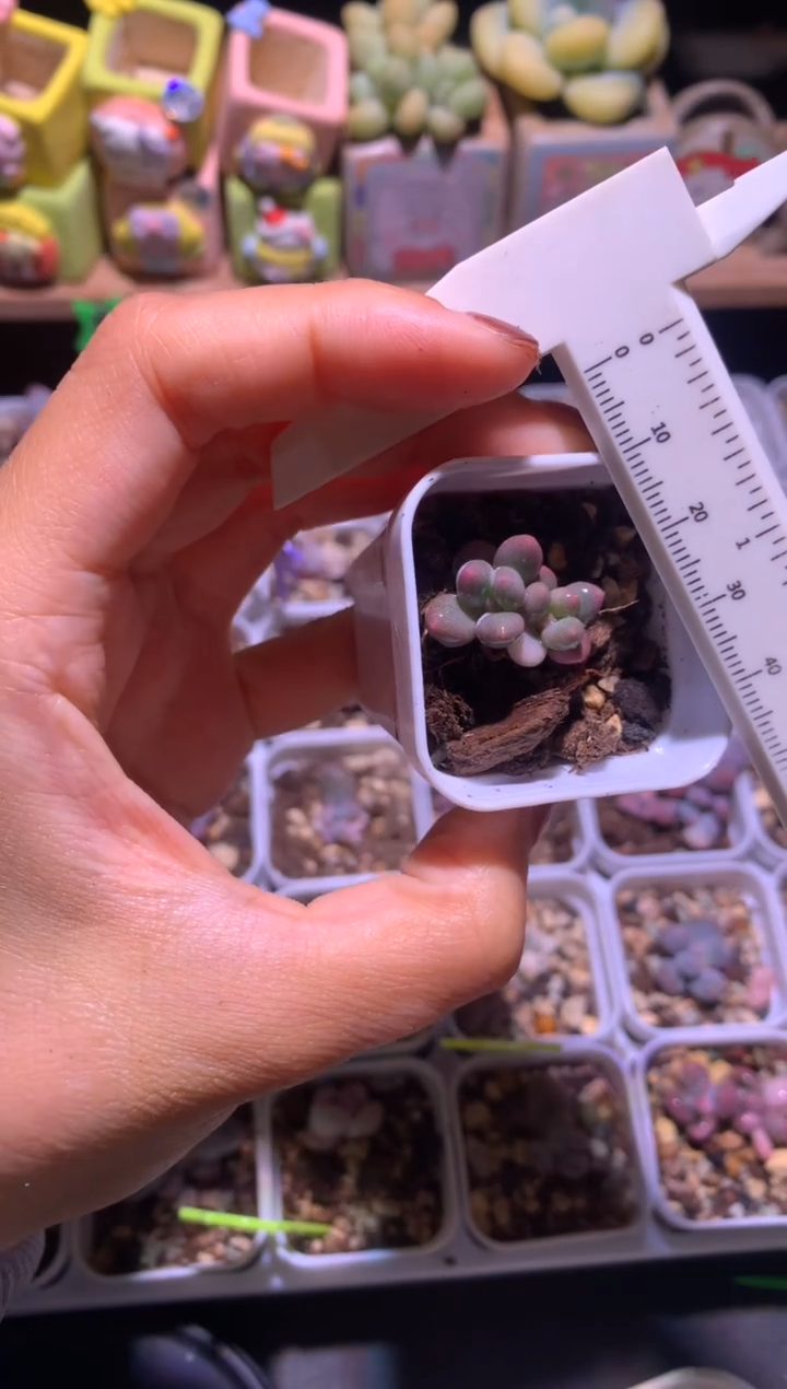 紫皮奶酪锦多肉啊