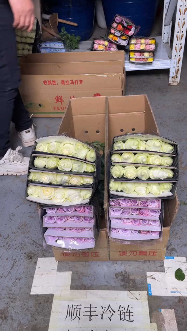 骄傲20枝+海洋之歌20枝