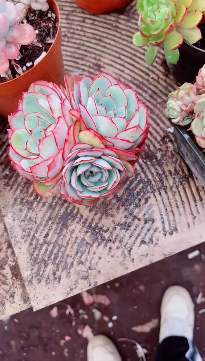 颜****妆跃跃精品多肉24190