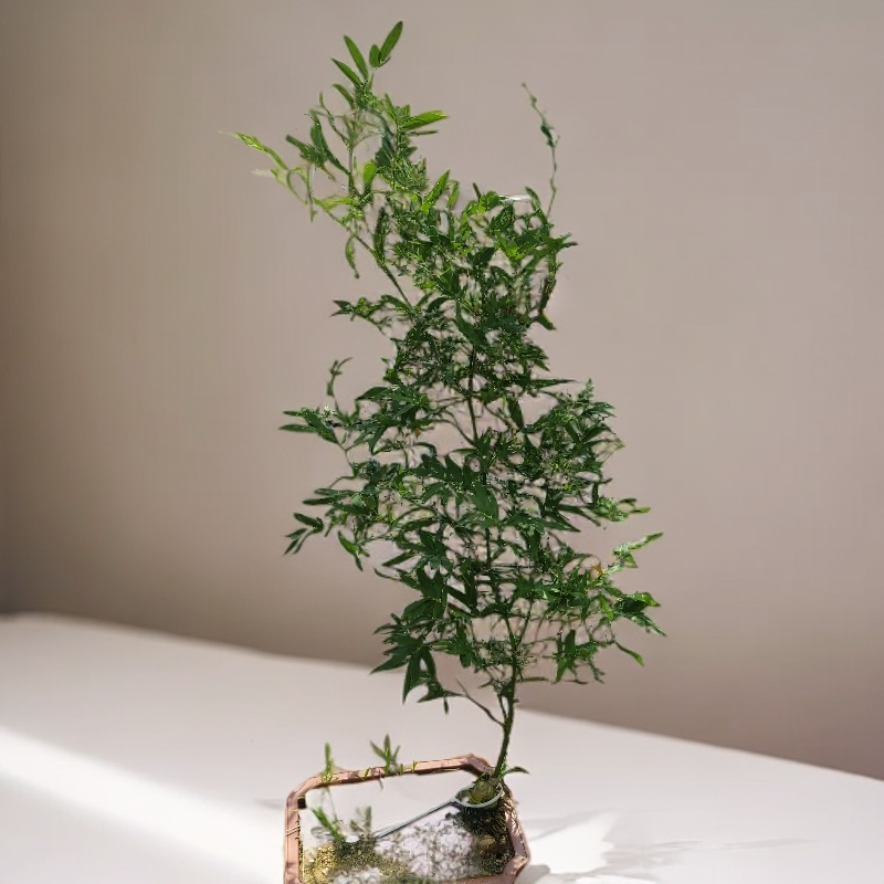小叶簕竹室内桌面绿植花卉易活好养上档次小盆栽
