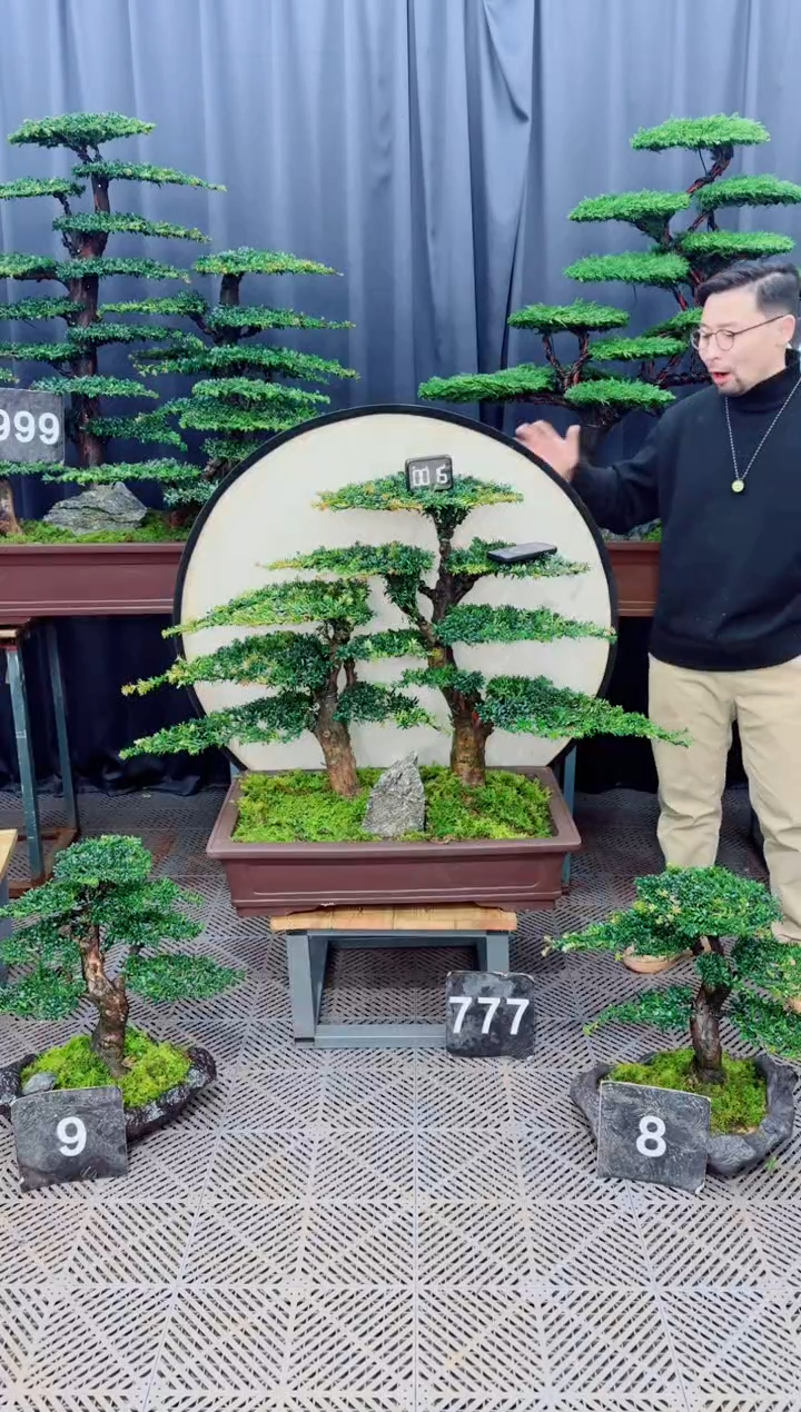 无花朵盆景......