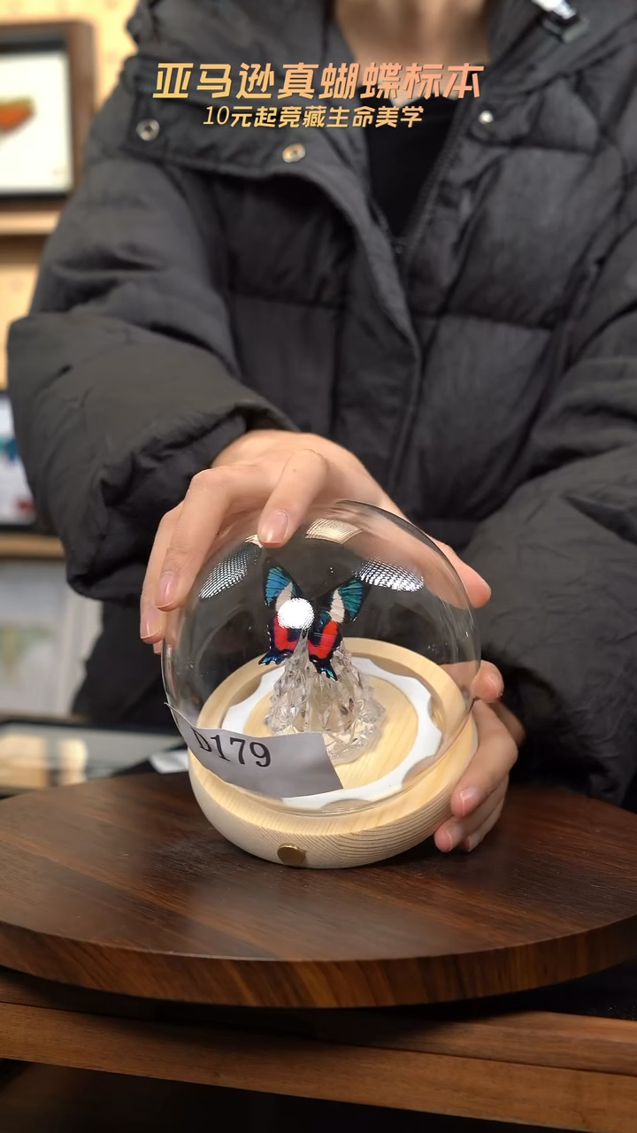 蝴蝶标本摆件竞拍d179