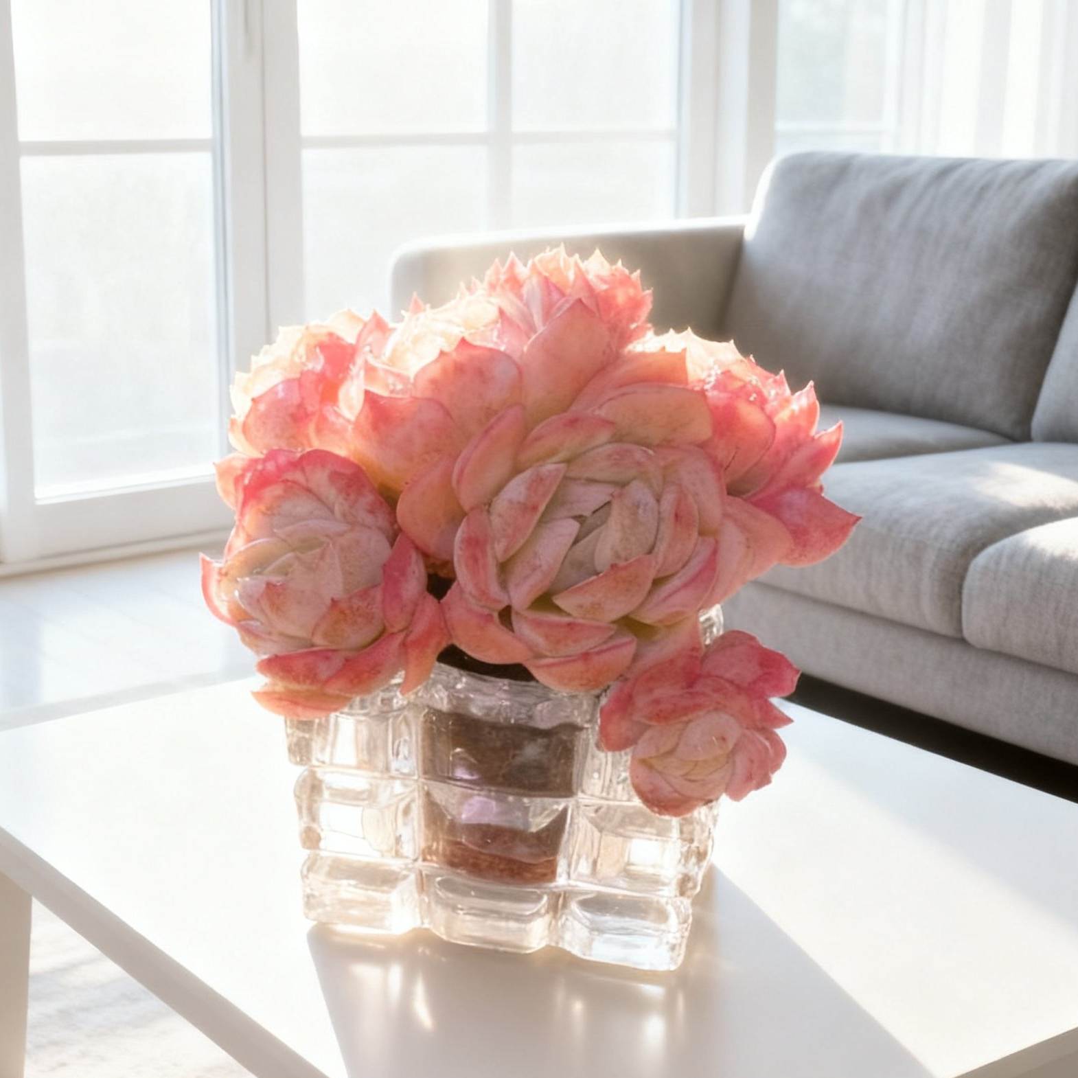 【无土多肉2.0】香水贝瑞&女雏锦 阳台植物盆栽办公桌宠