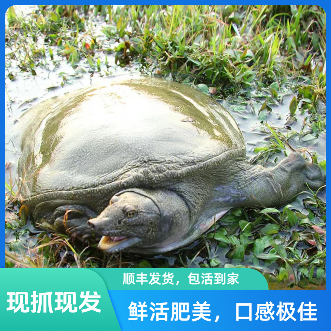 （2只装）鲜活食用大甲鱼到手5~6斤颜色随机顺丰包邮包活甲鱼