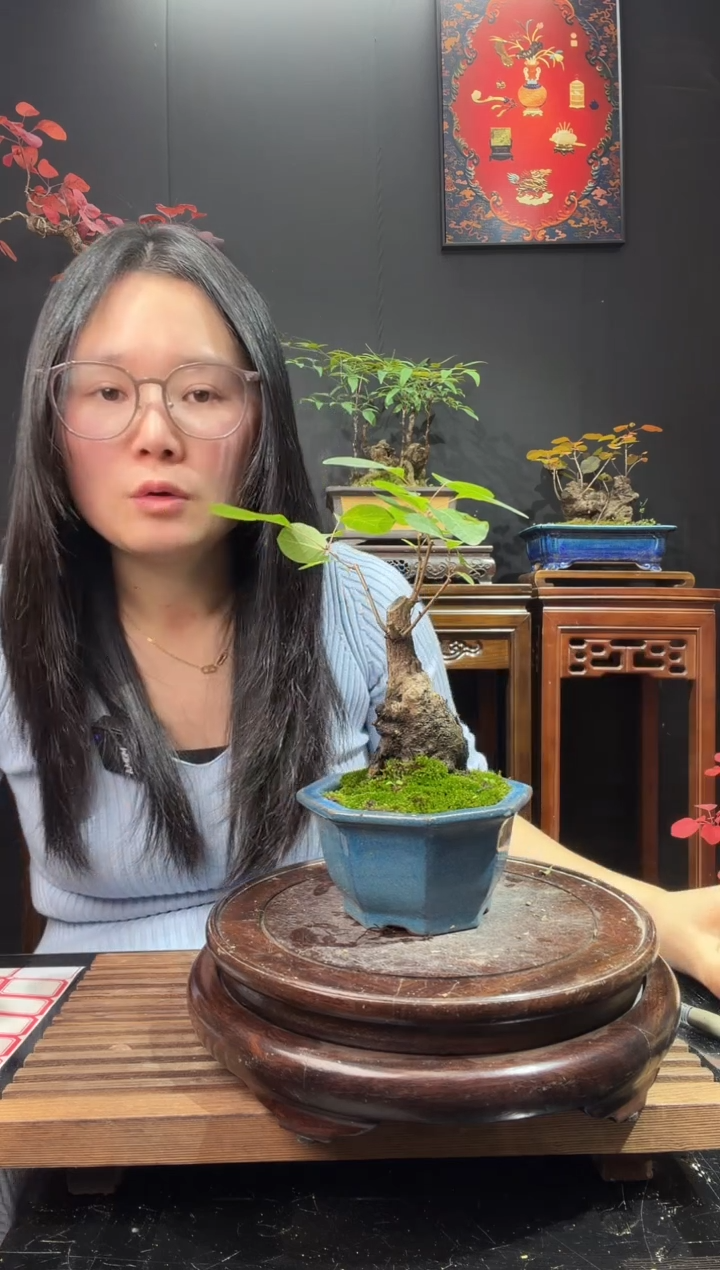 完全开放黄栌000