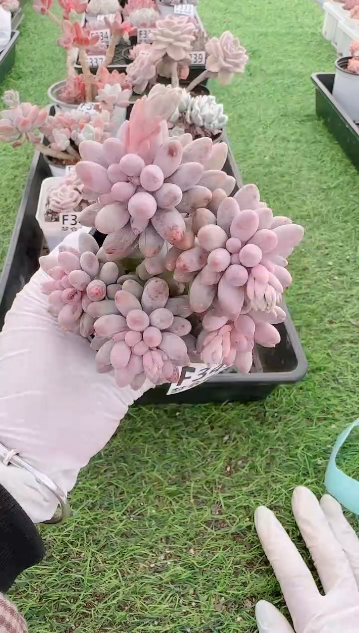 【闪购商品】梦会多肉一物一拍