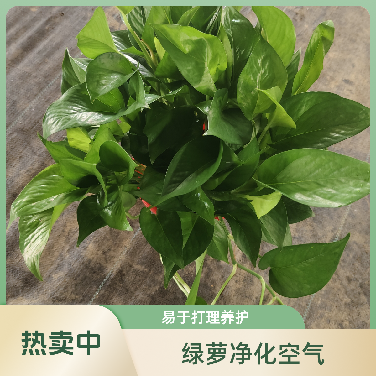 精品高红盆带自吸盆小绿萝