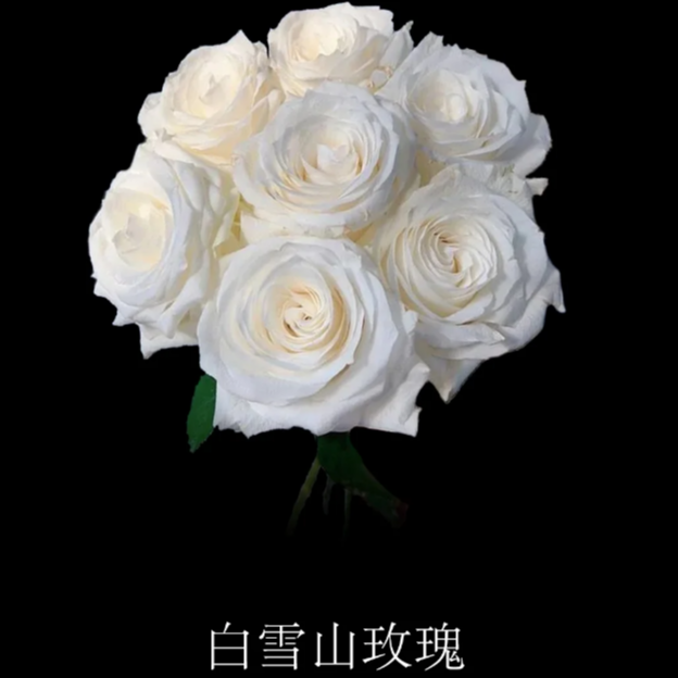 白雪山玫瑰 10支（1枝不售后）+营养剂