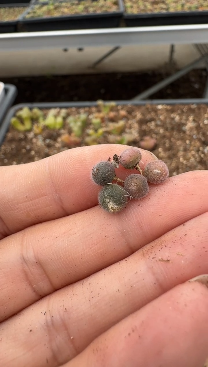 【闪购商品】6-100