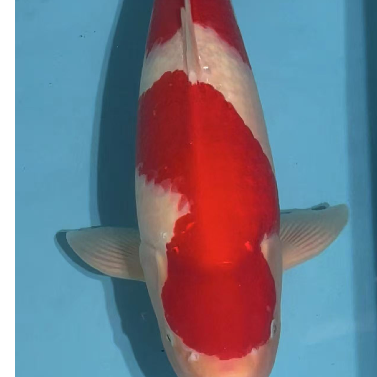 血统日本锦鲤观赏鱼直播萌宠物红白大正昭和绯写冷水鱼好养耐活