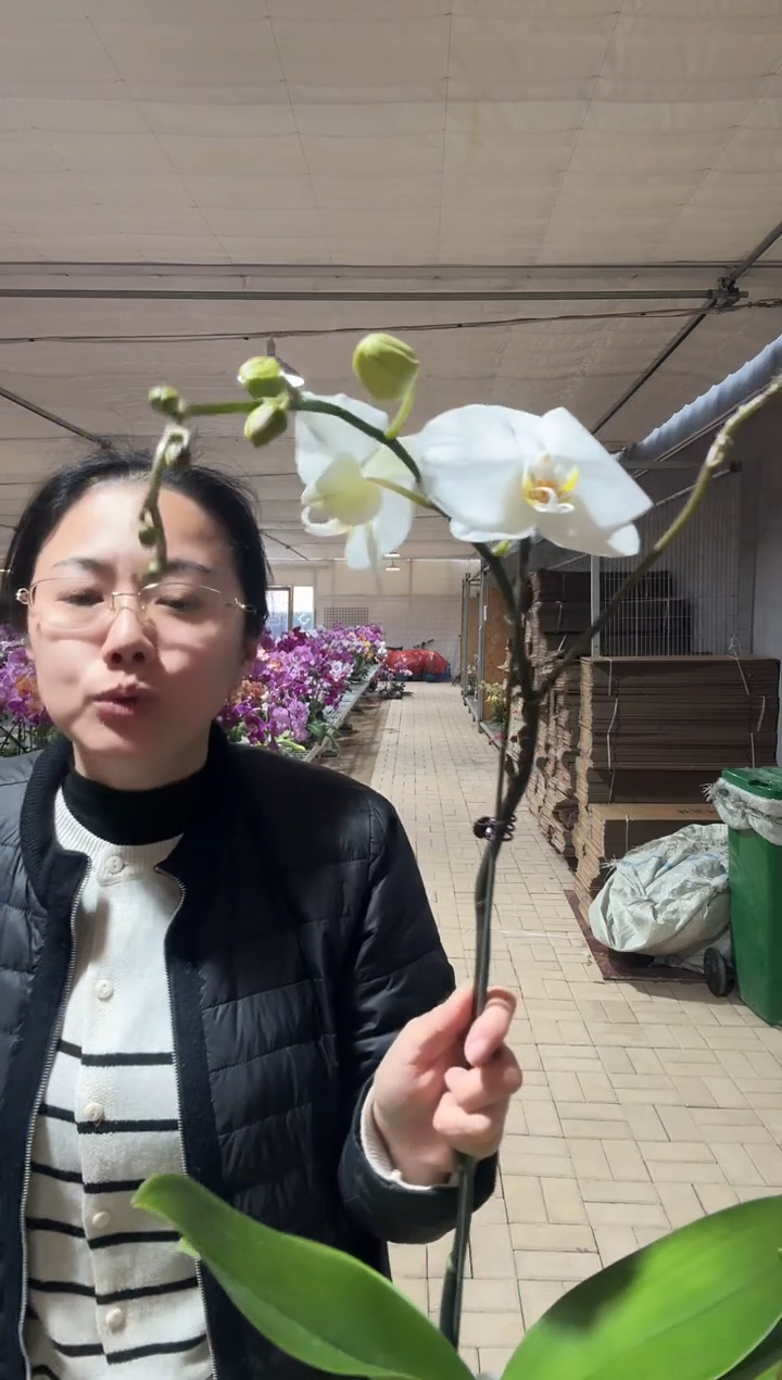 完全开放剑桥3.5