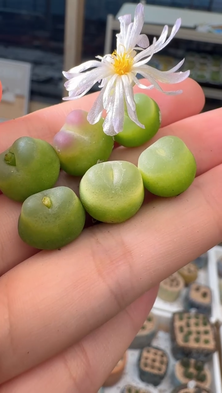 29-60多肉植物肉锥拉登一颗