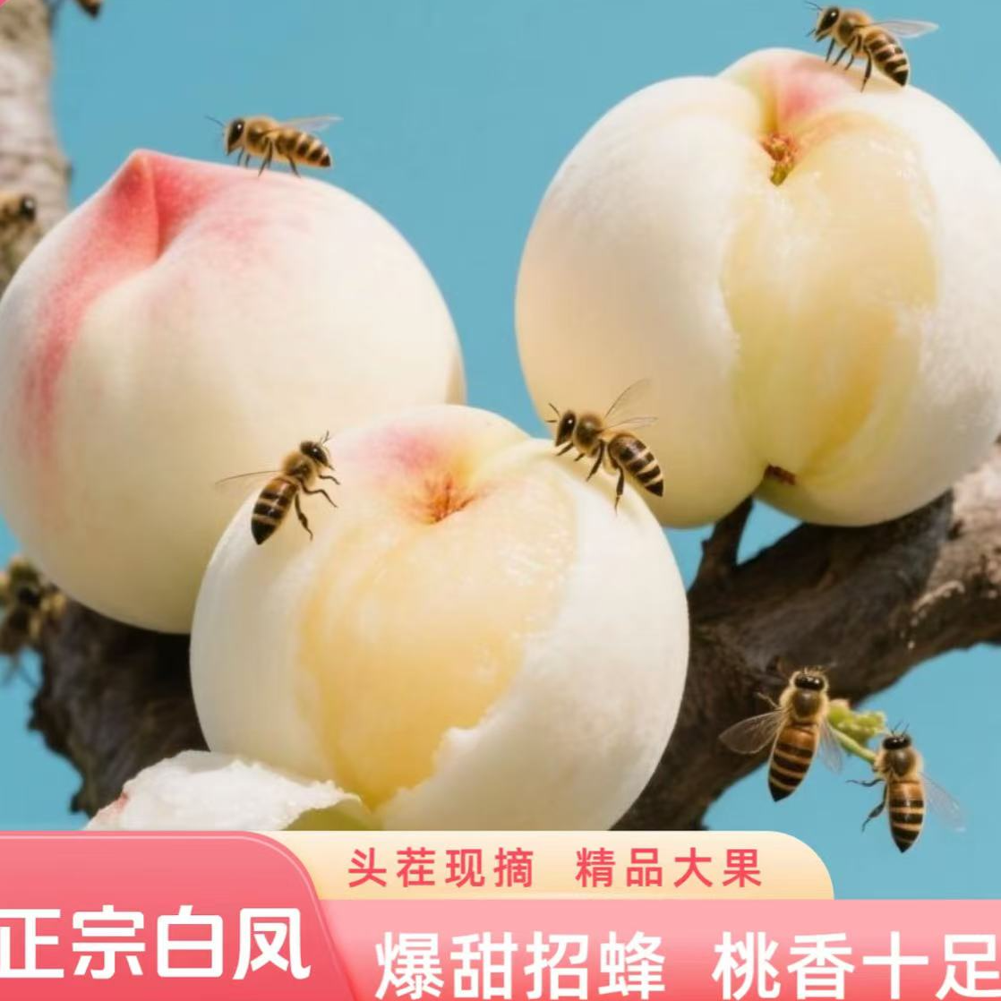 S正宗阳山水蜜桃5两礼盒装8只装桃子同城送江苏省