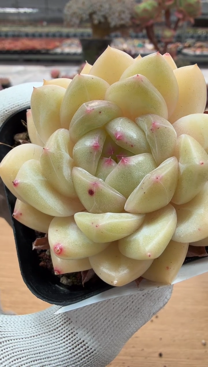 东云多肉园二店-47