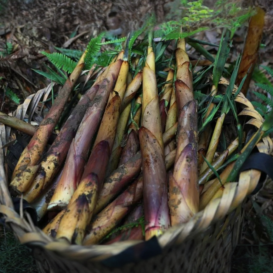 【顺丰包邮】新鲜正宗四川宜宾甜苦嫩笋尖竹笋产地直发春笋手剥笋