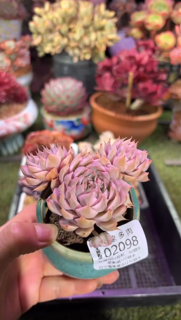 【闪购商品】02098