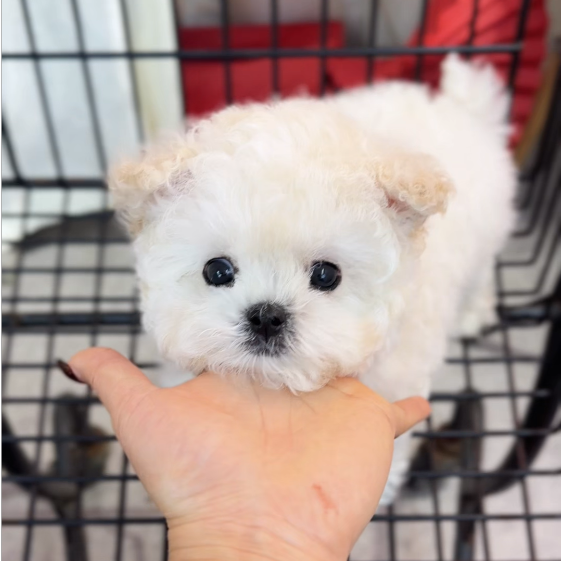 袁嬢嬢宠物严选小体韩版比熊弟弟（钱多多）936