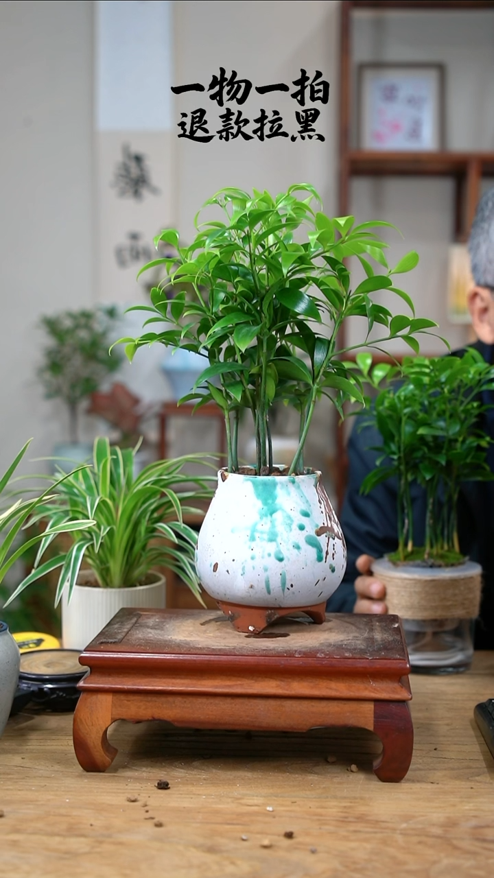 完全开放迷**炮竹柏233