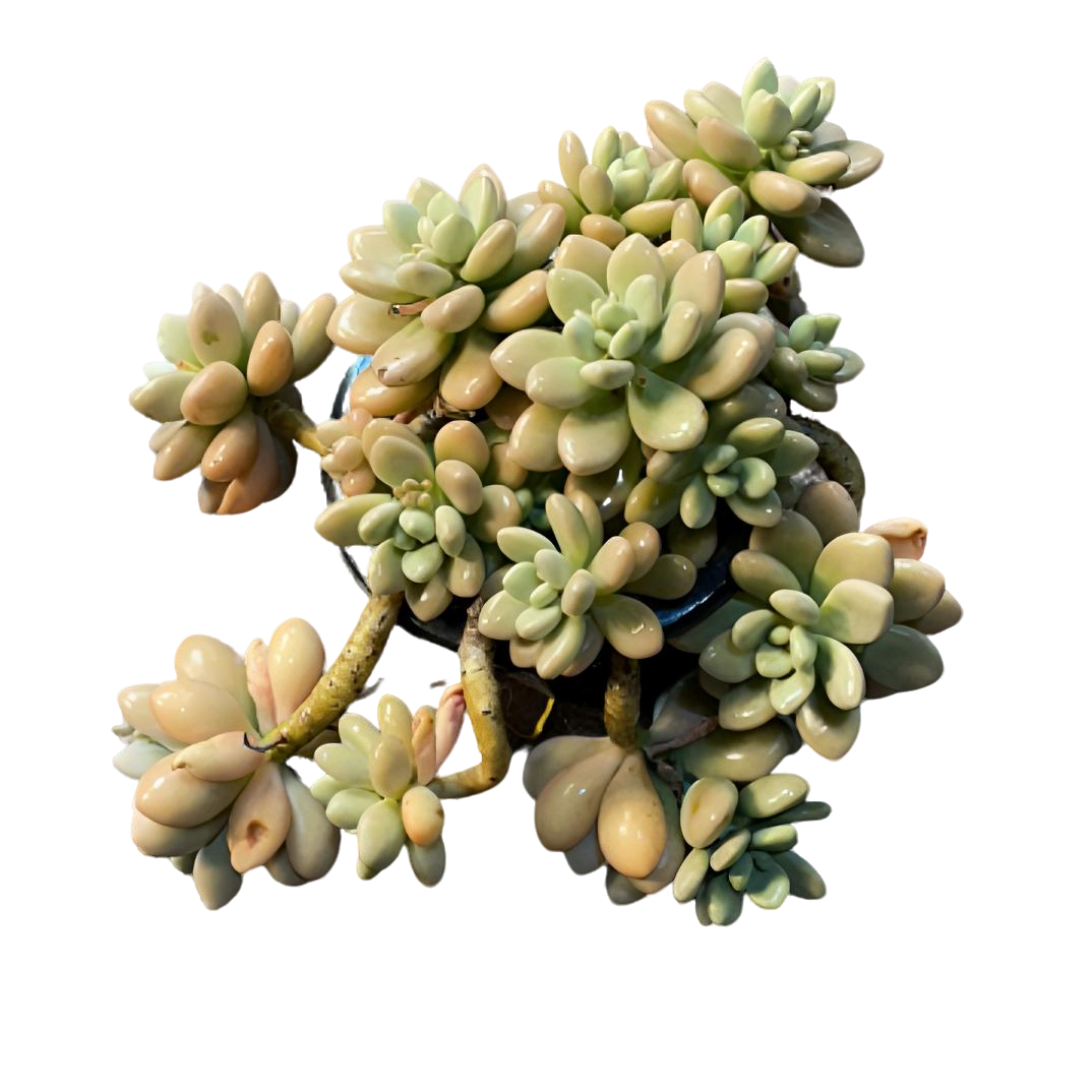 精控香水洛神（土球发货20cm）纯天然带果香好养飘枝多肉植物