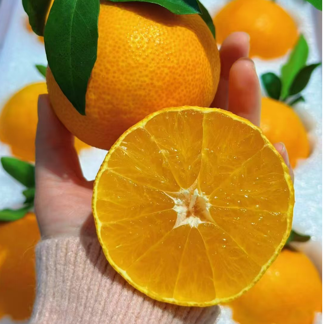 红美人 爱媛果冻橙