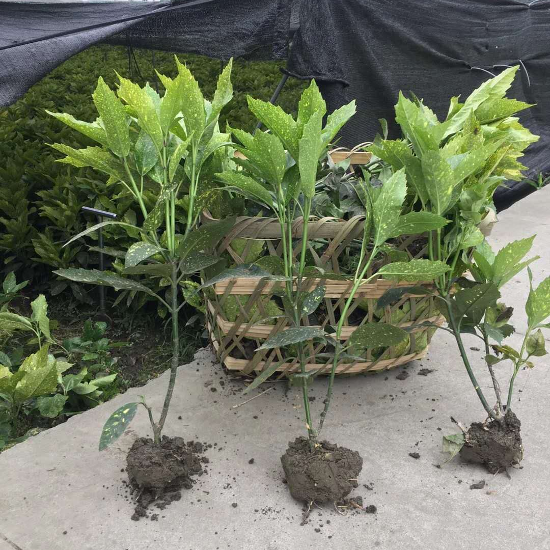 洒金珊瑚桃叶珊瑚苗四季常青植物盆栽庭院耐寒耐阴彩色绿篱绿化苗