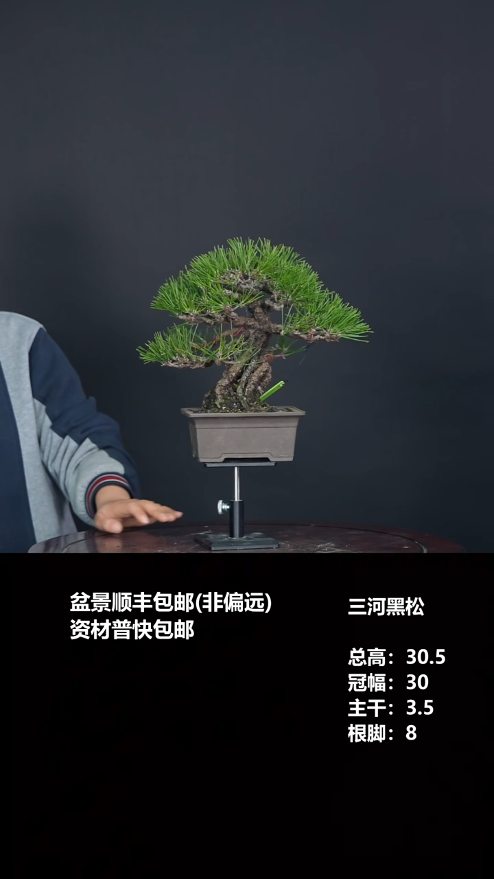 无花朵感*三河黑松-G6396
