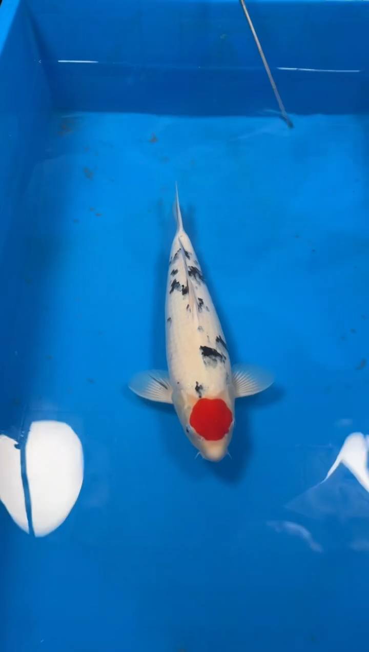 锦鲤【251212-42】丹顶三色 50公分 母鱼 志明锦鲤