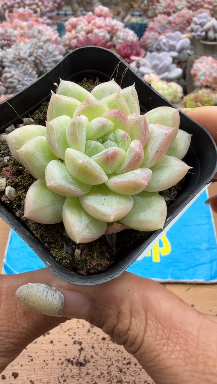 东云多肉园二店-224