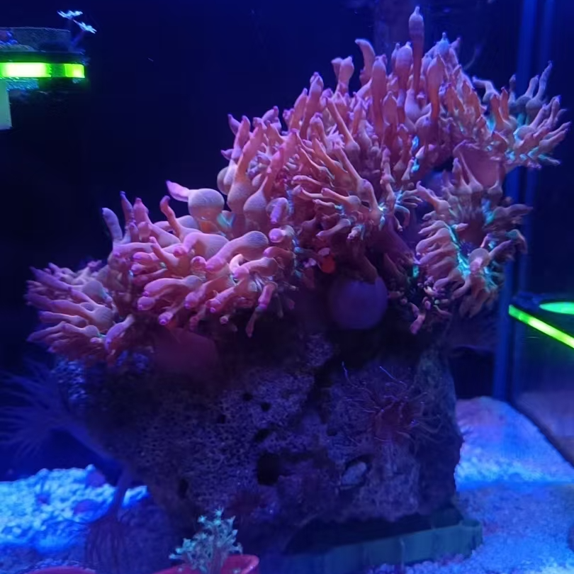 雪花红奶嘴易分裂