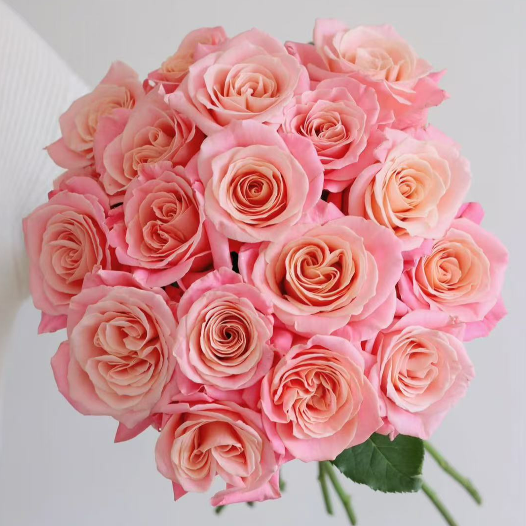 【猪小姐】 云南鲜花直发同地址两单以上顺丰/德邦+送10包保鲜剂