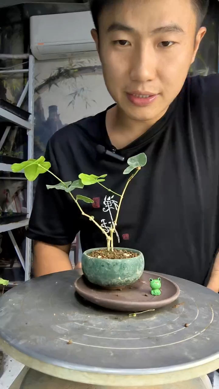-*中青园艺一物一拍93