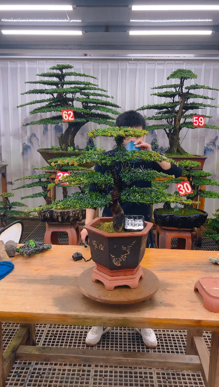 无花朵精品盆景直播间一物一 拍