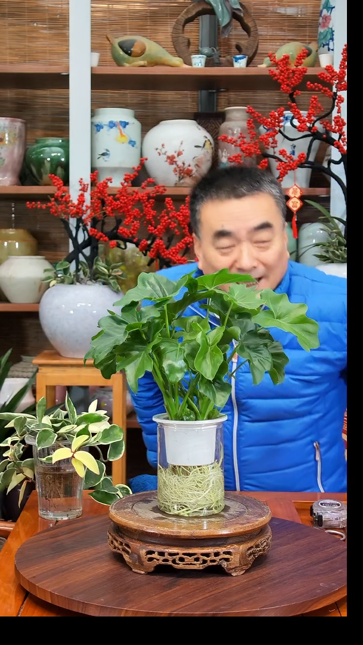 无花朵J****E水之韵水培春羽