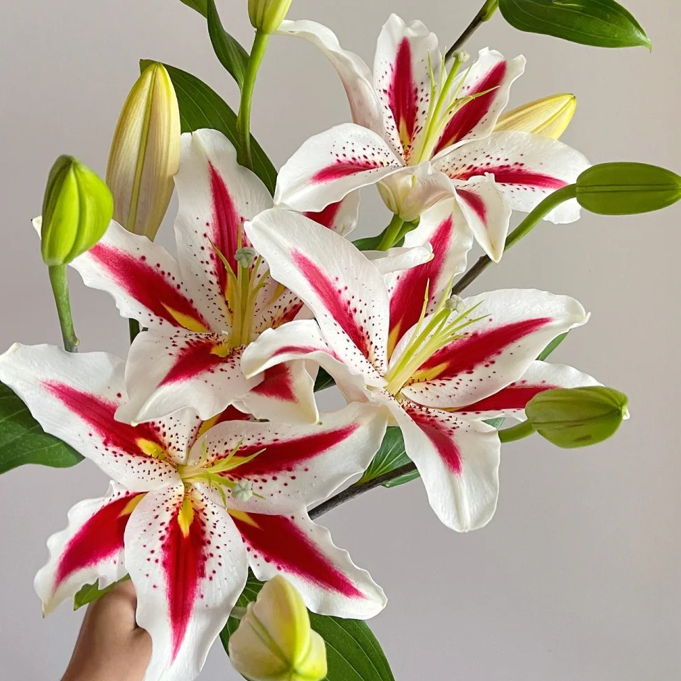 【静静甄选】笑脸香水百合 任意2单鲜花包邮 发货后不支持退款