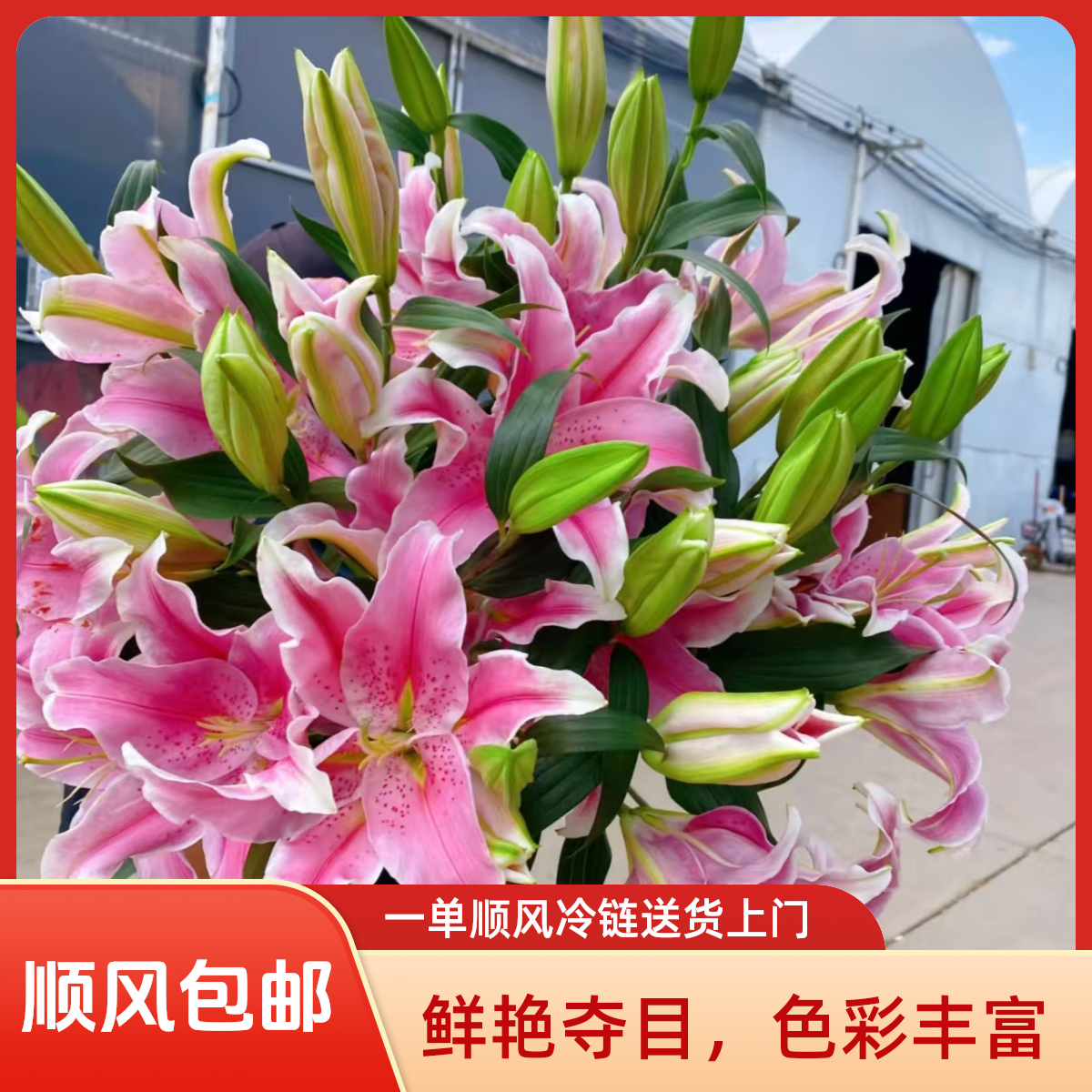 （顺风包邮）索尔邦香水百合  云南基地鲜花