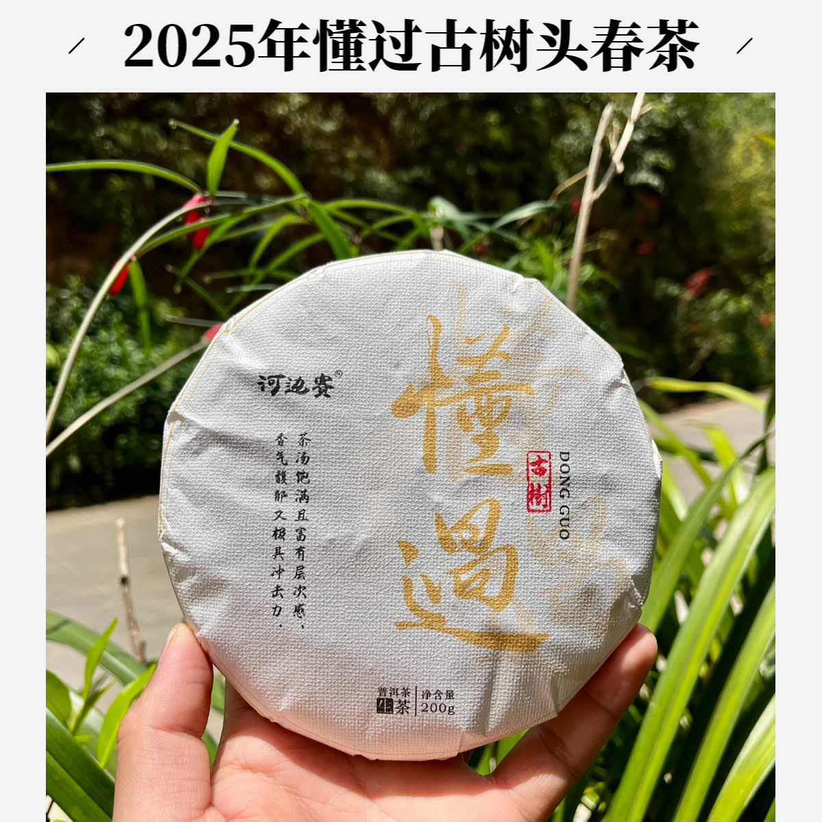 【懂过古树春茶】勐库大户赛120号茶农直销云南普洱生茶饼/冰岛茶区
