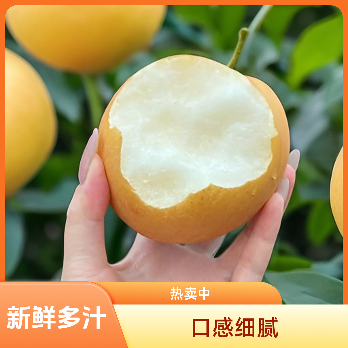 【京东包邮】保真！正宗秋月梨水果果园直发主打一个新鲜河北省