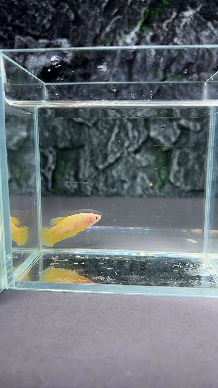 斗鱼竞拍链接A071