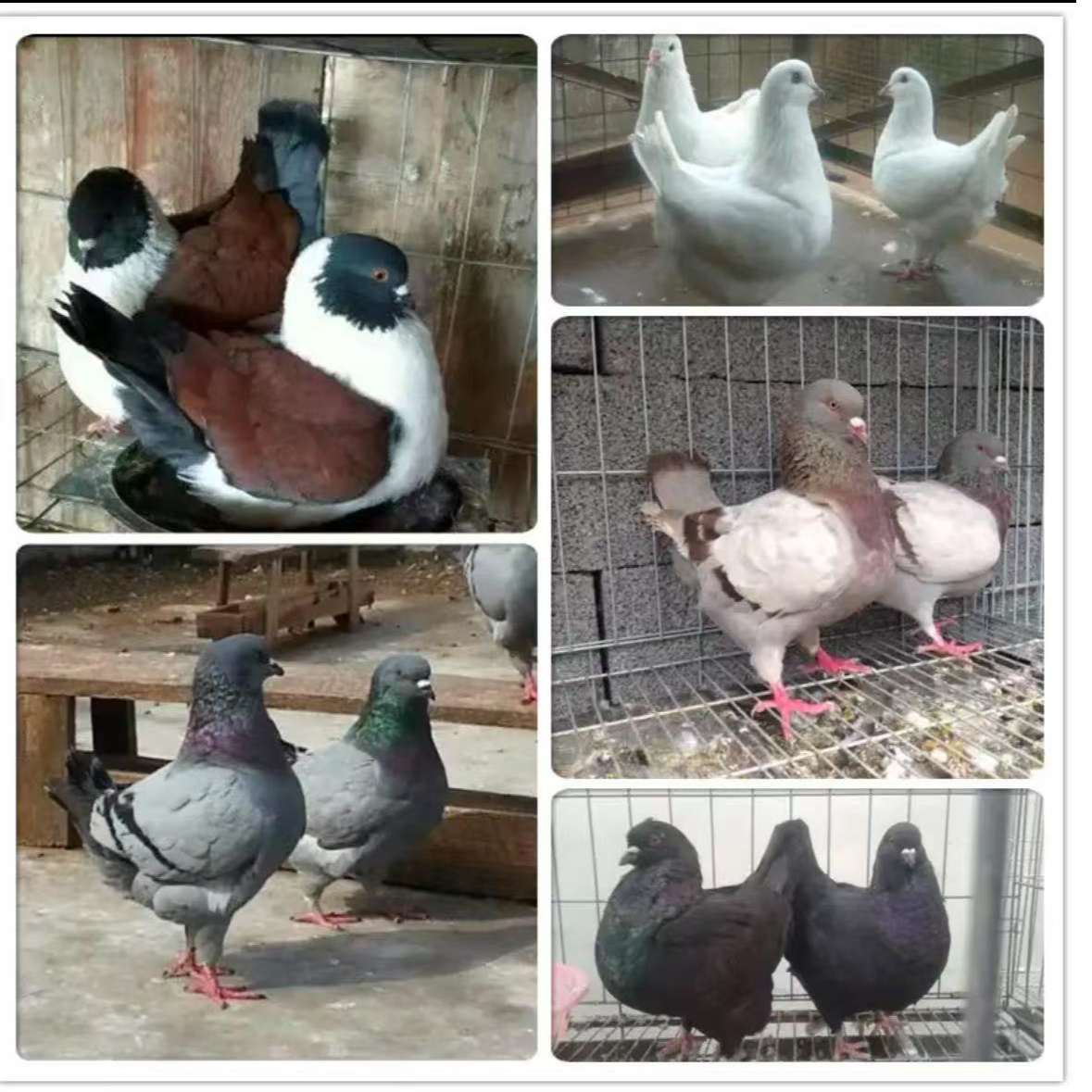 大体元宝纯种鸽子可观赏食用肉鸽
