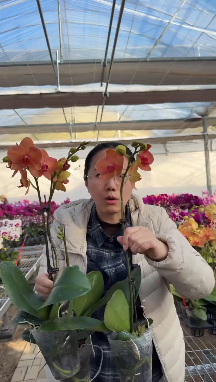 完全开放椪柑1棵带花带苞