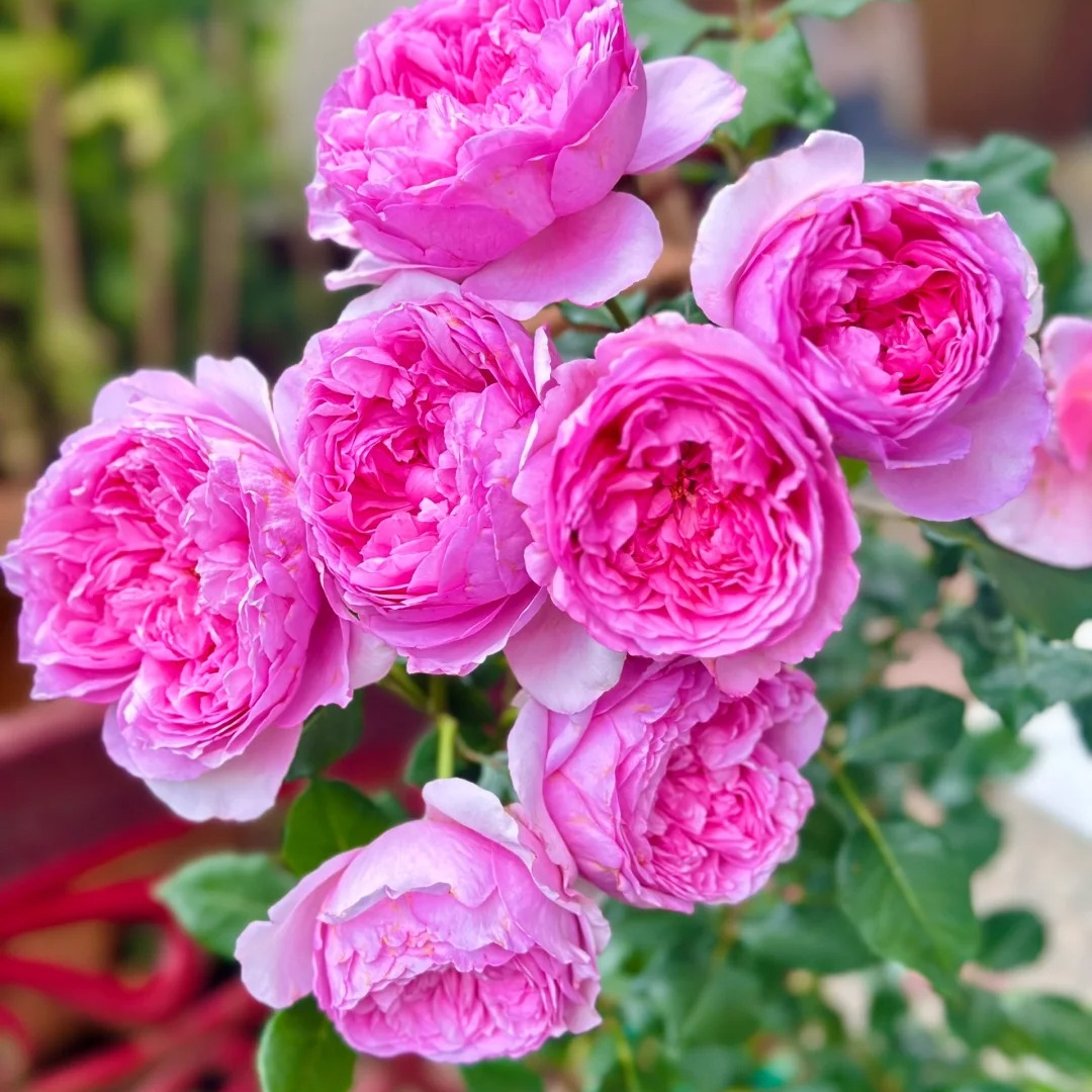 黑哥的植物庞巴度灌木月季浓香多季节重复开花阳台庭院