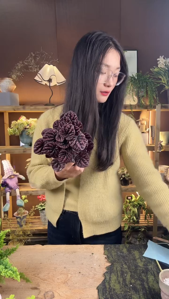 以实际为准070红宝石椒草育苗盆