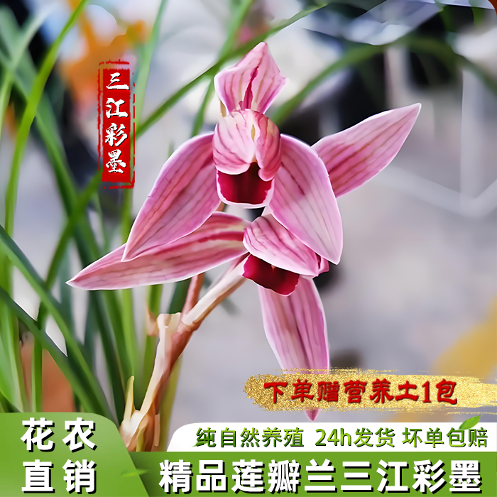 兰花苗盆栽莲瓣兰三江彩墨带花苞出售细叶斜垂素心荷瓣精品收藏级
