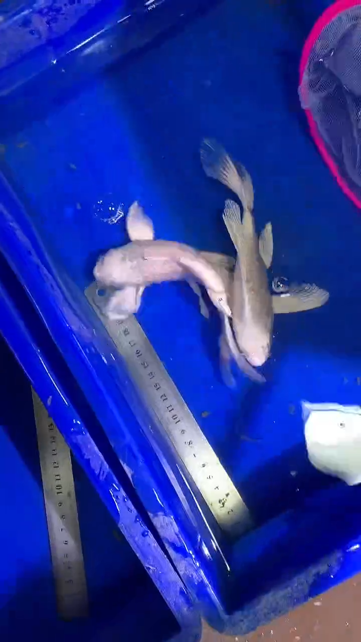 蝴蝶鲤鱼蝴蝶鲤直播选鱼专用链接 凭开箱视频售后