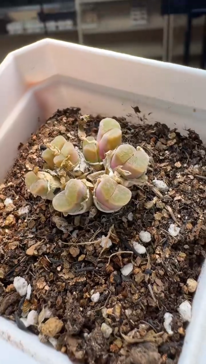 美丽的肉石头19-995