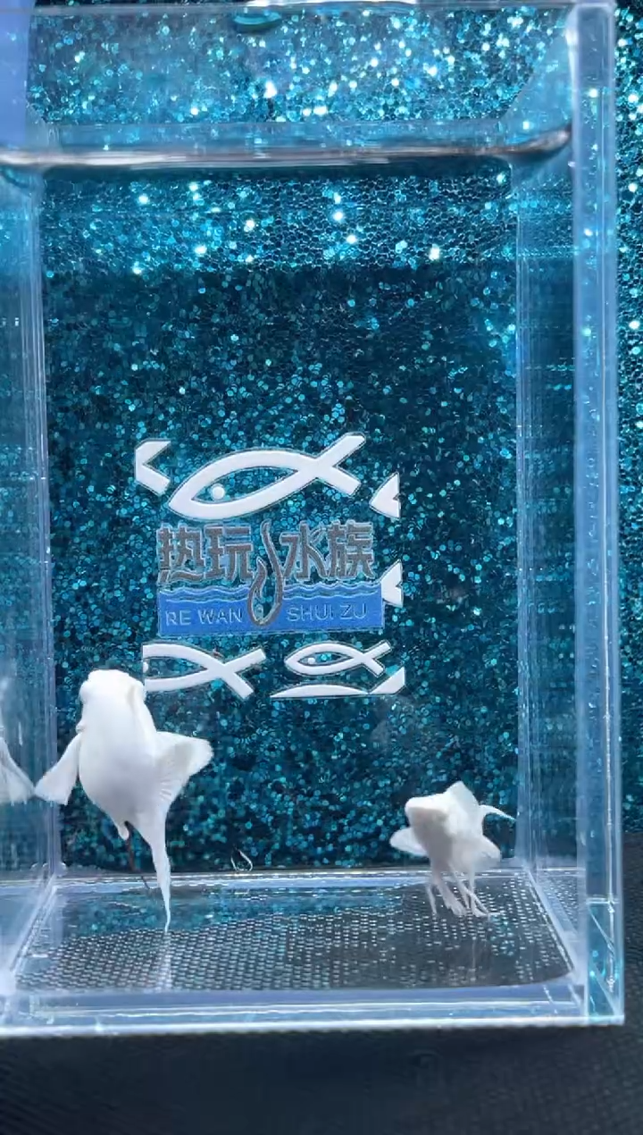 孔雀鱼钻眼瓷白一对 