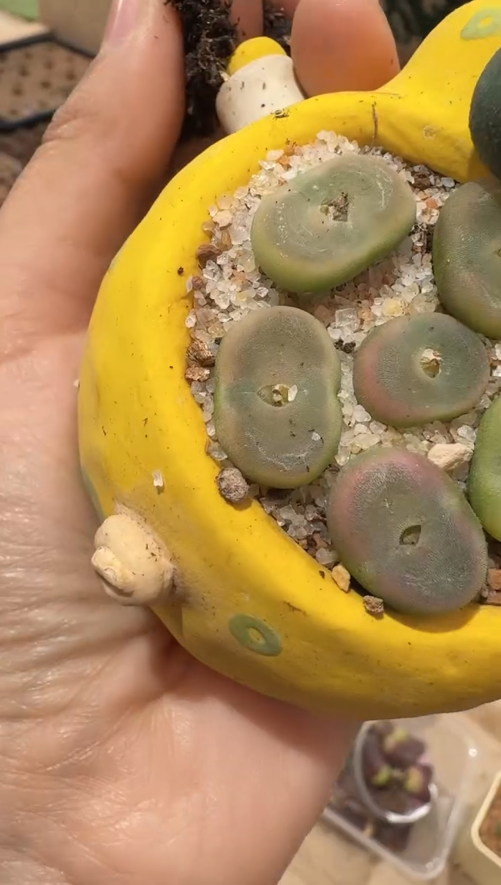 307多肉植物肉锥水晶鞋一颗